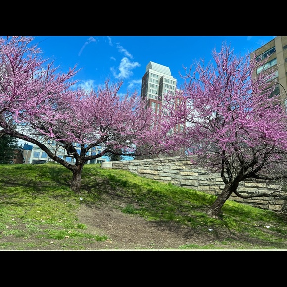 Meet your Posher, Rosy - Picture 4 of 4